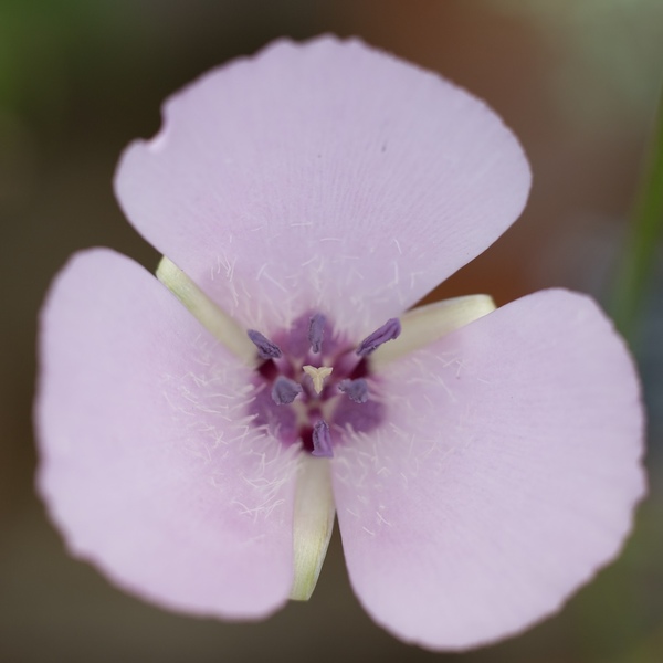 Calochortus splendens