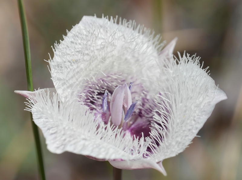 Calochortus tolmiei Cats ears