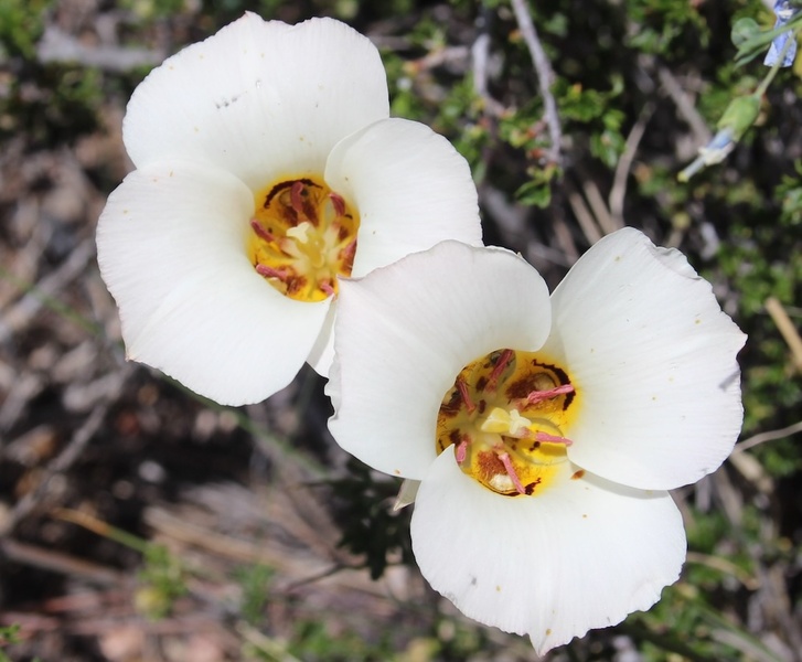 Sego Lily