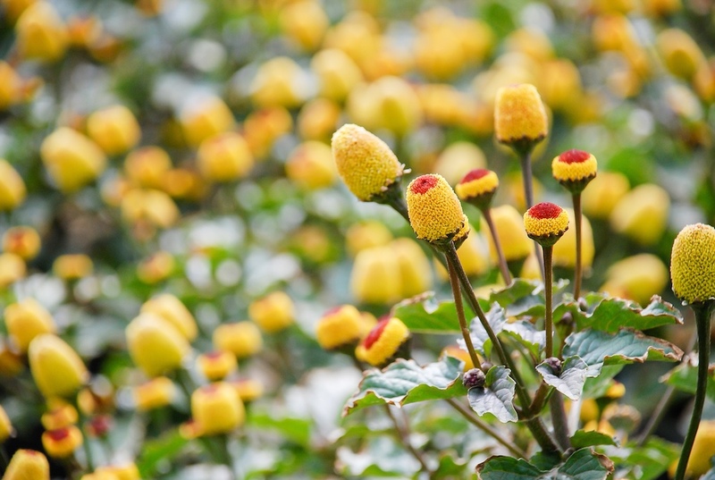 Spilanthes Flowers