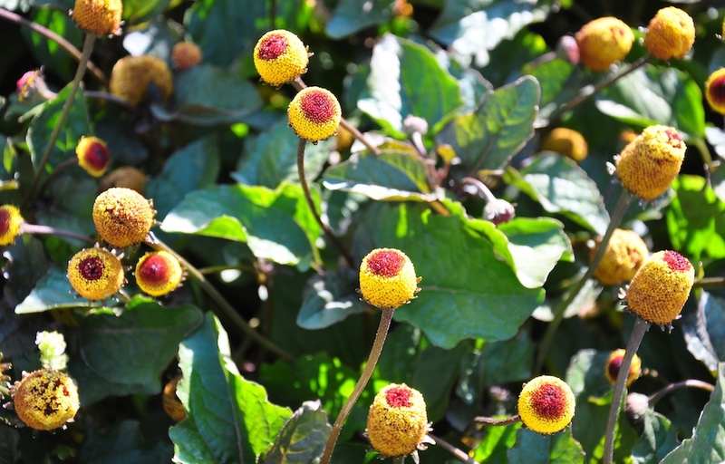 Spilanthes Leaves Flowers
