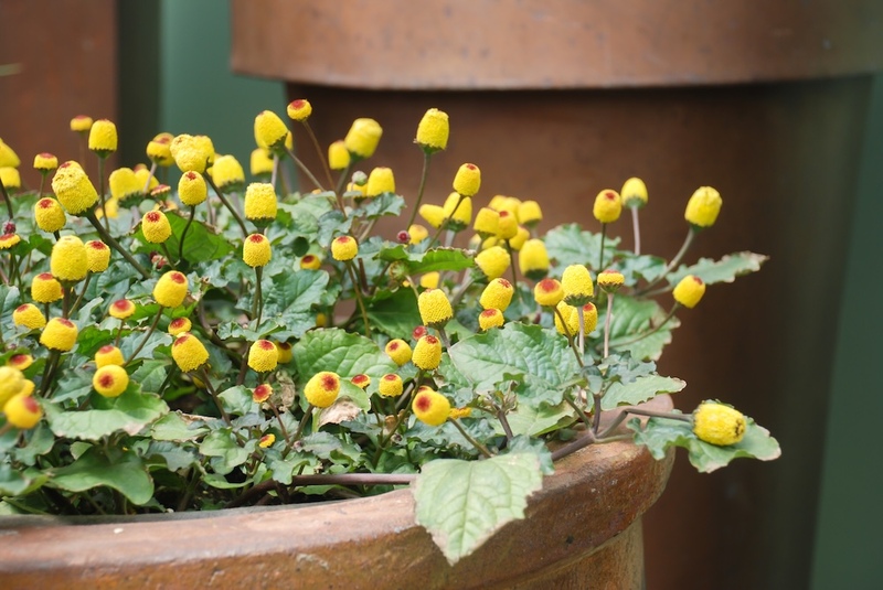 Spilanthes Pot
