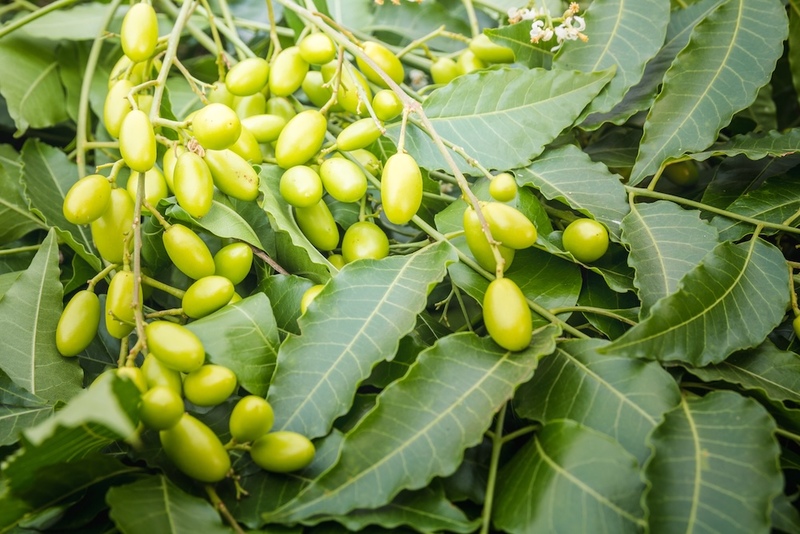 Neem Leaves Fruits