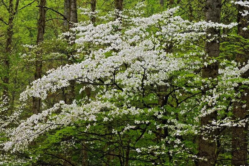 Flowering Dogwood Cornus florida