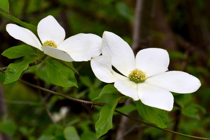 Pacific Dogwood Flowers