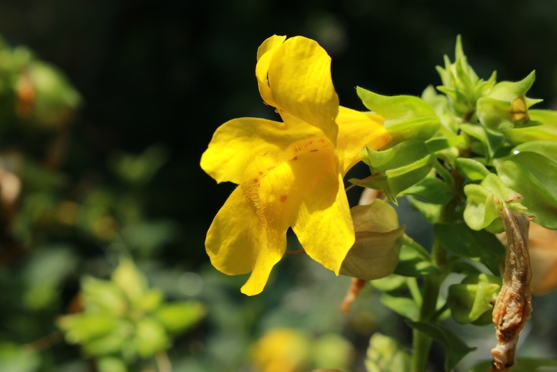 Mimulus