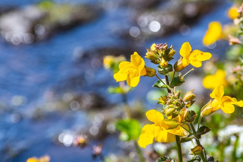 Monkeyflowers Stream