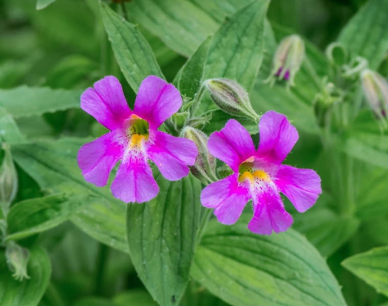 Pink Lewis Monkeyflower