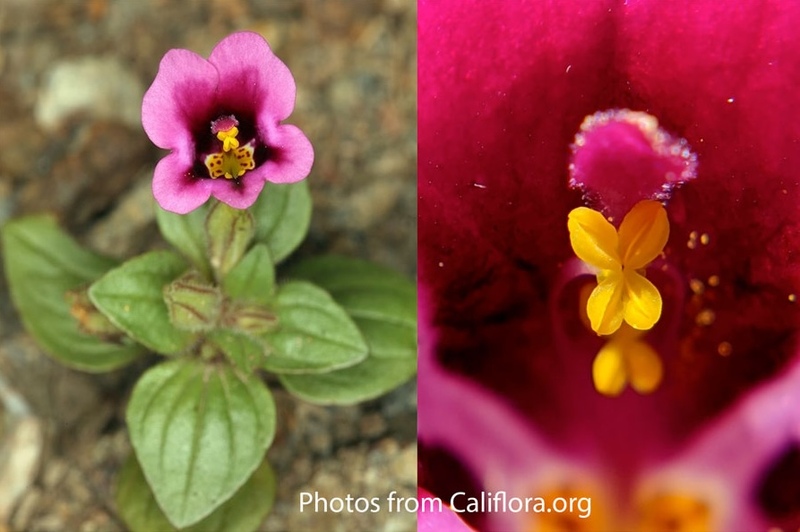 Purple Monkeyflower Photos