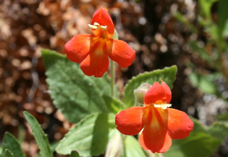 Scarlet Zion Monkeyflower