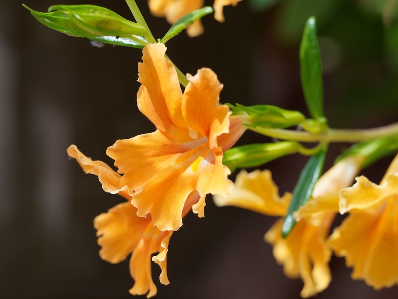 Sticky Monkeyflower