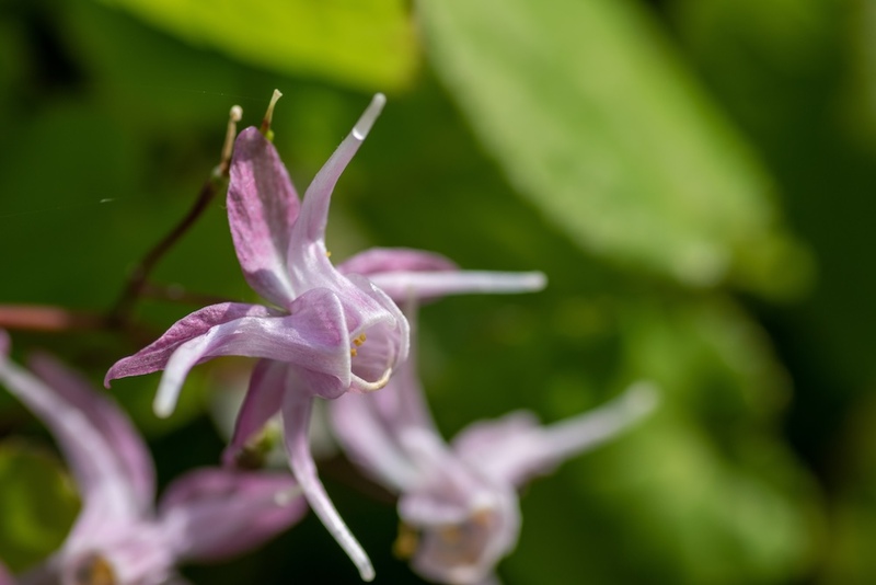 Epimedium Flower CU (1)
