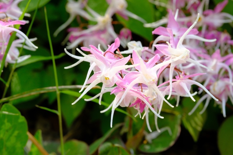 Epimedium Flowers