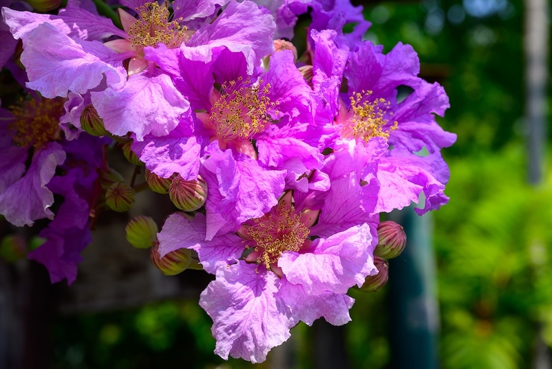 Banaba Crepe Myrtle Flowers
