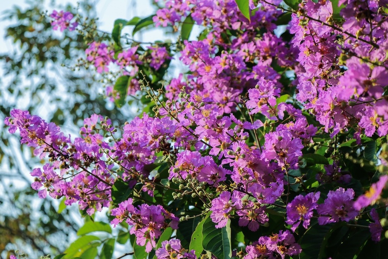 Banaba Leaves and Flowers