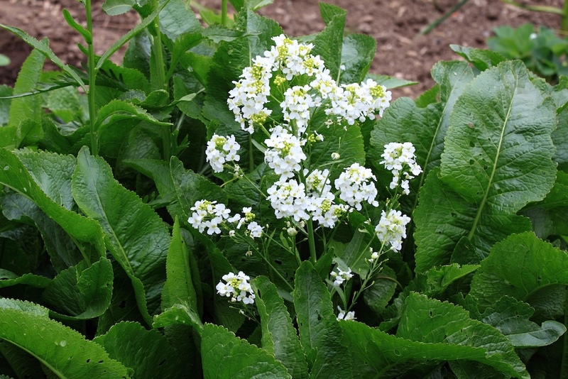 Flowering Horseradish