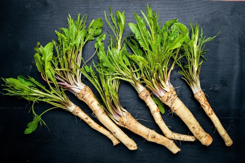 Horseradish Plants Roots