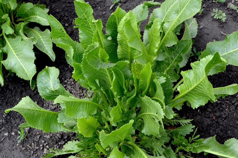horseradish plant