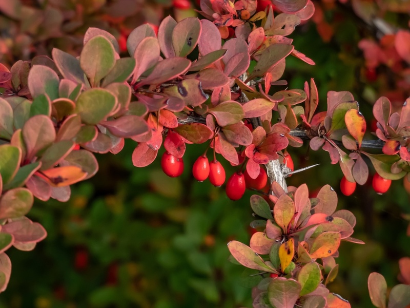 Barberry Berries