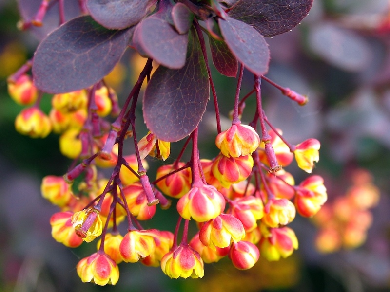 Barberry Flowers