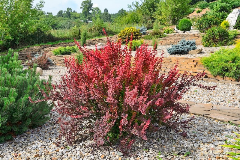 barberry landscape