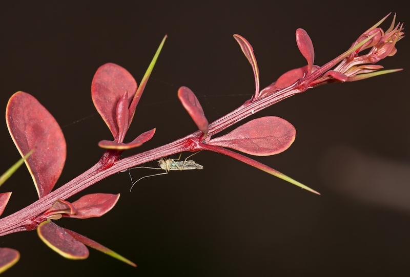 barberry leaves thorns