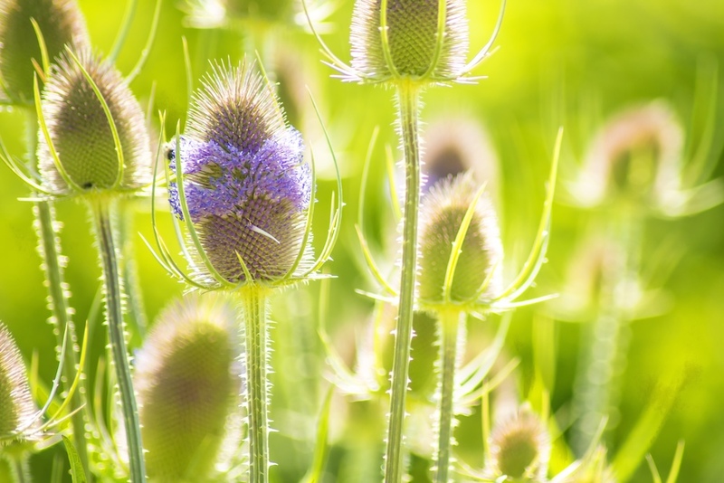 Teasel Flower