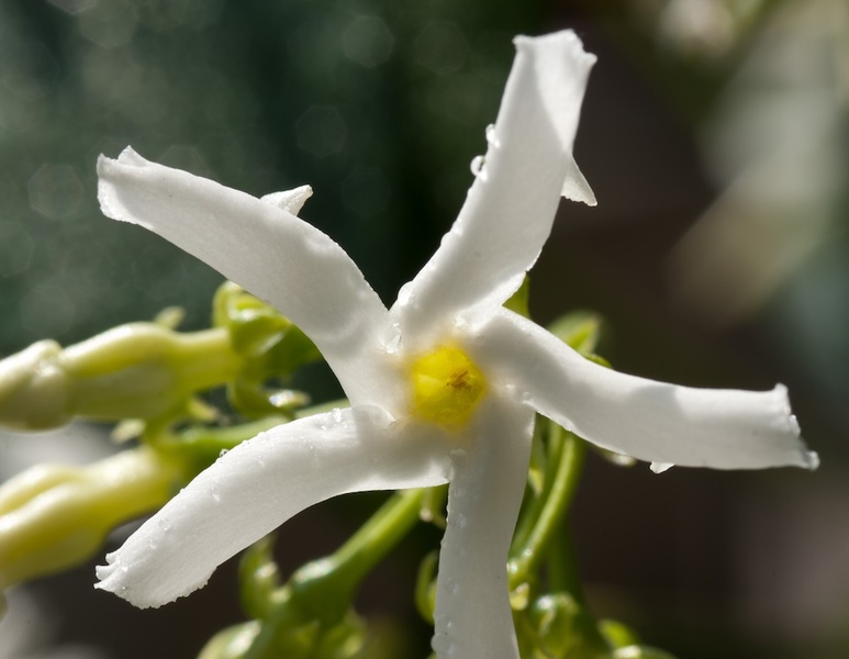 Jasmine Flower CU