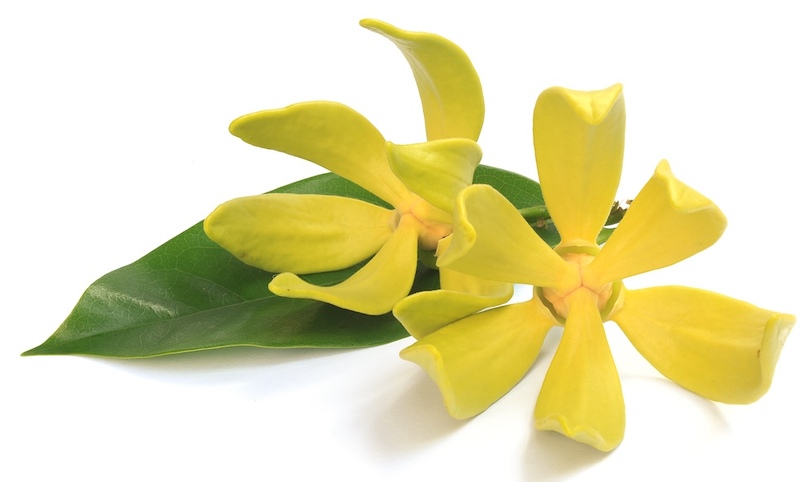 Ylang ylang flowers