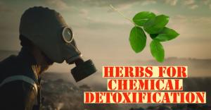 Herbs for Chemical Detoxification