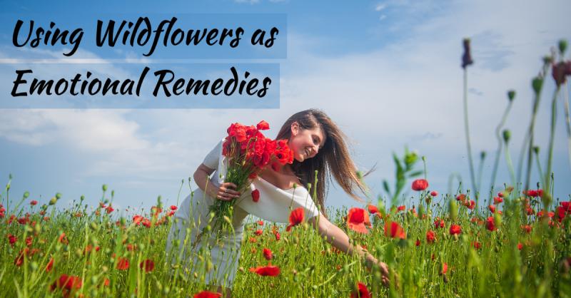 Wildflowers Emotional Remedies 1