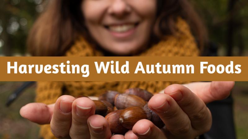 Fall Wild Foods Banner