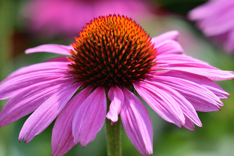 Echinacea closeup