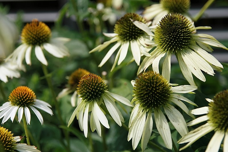 Echinacea tennesseensis, white swan