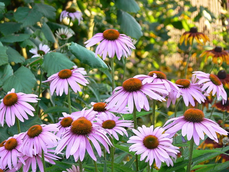 Echinacea angustifolia