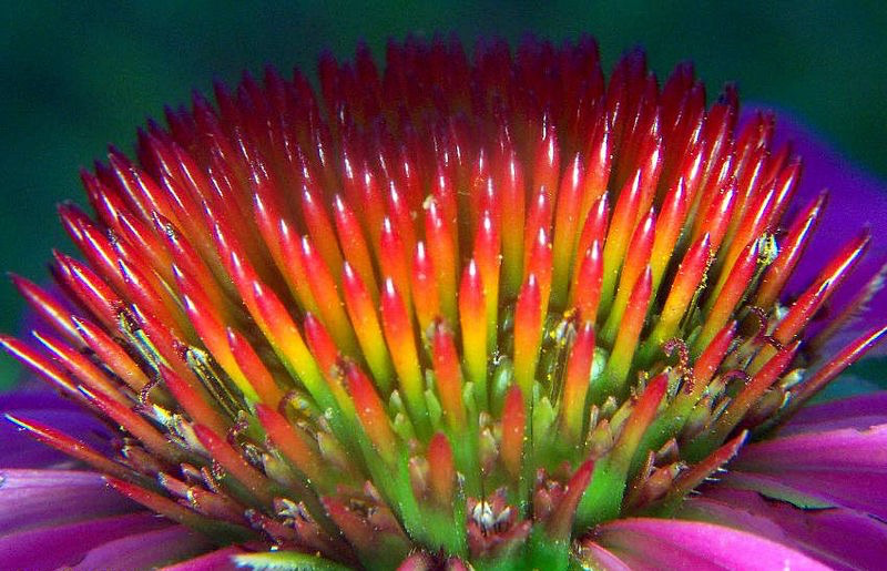 Echinacea closeup
