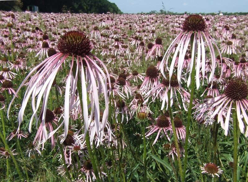 Echinacea pallida