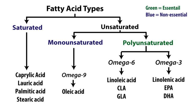Fatty Acid Types