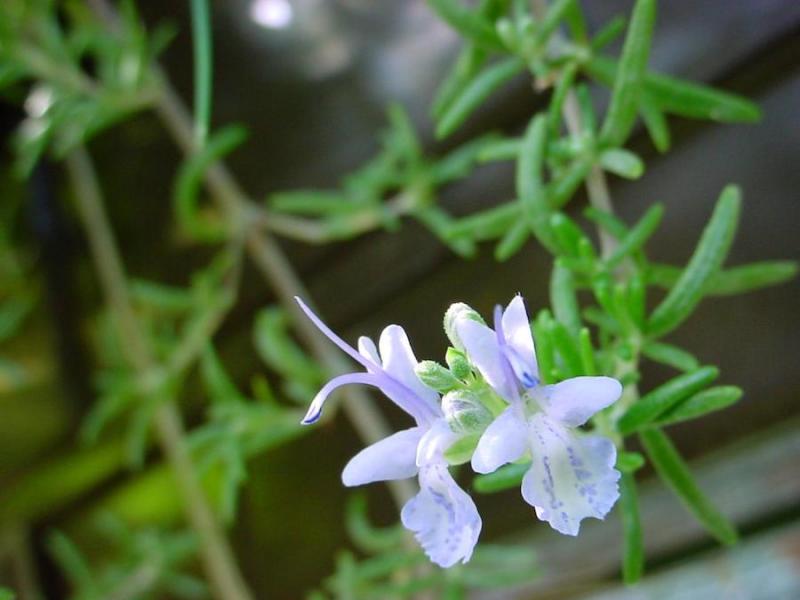 Rosemary: An Herb to Remember as You Grow Older
