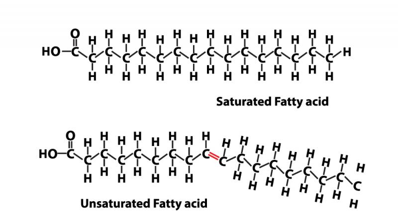 Saturated vs Unsaturated Fatty Acids