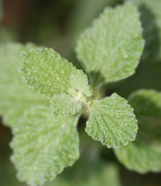 Horehound: The Ugly Duckling of Respiratory Remedies