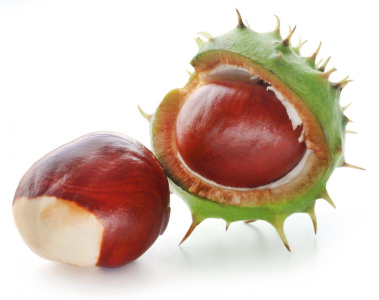 Horse chestnut: Decongest the Circulation and the Mind