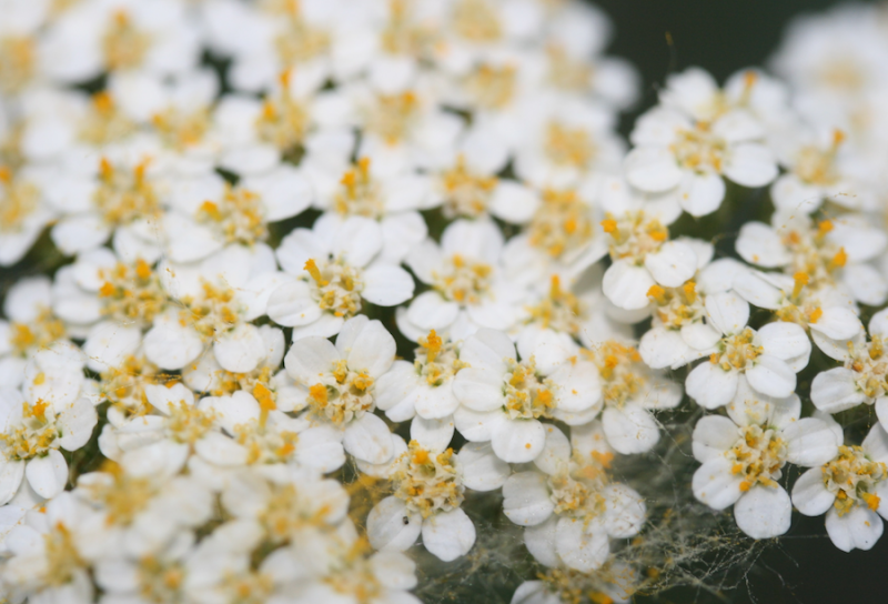 Yarrow