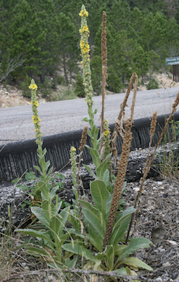 Mullein Plants with dried stack by Steven Horne