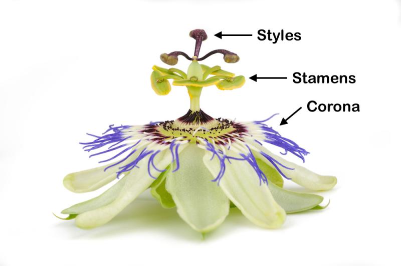 Passion Flower Parts 