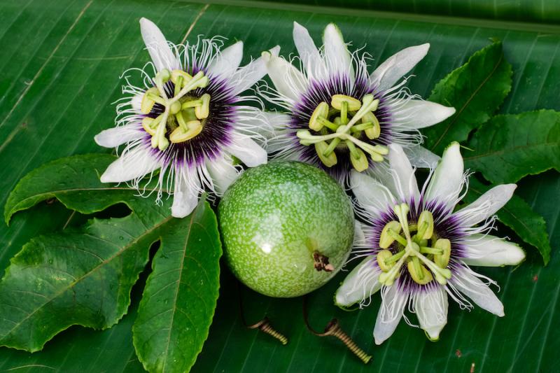 Passionflower flowers and fruits