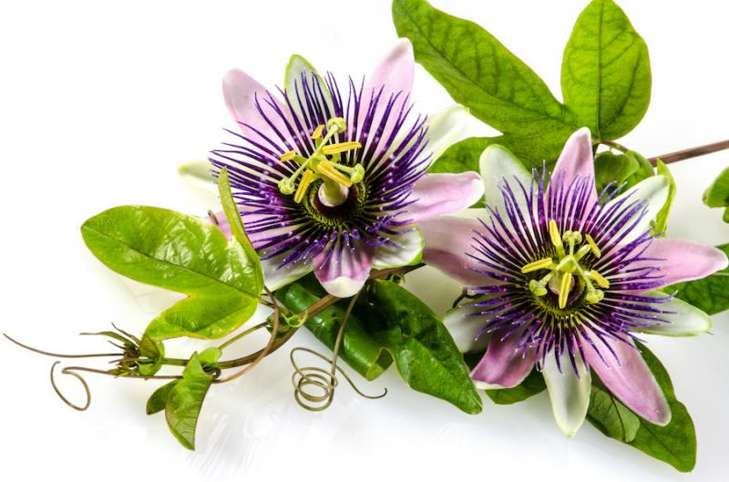 Passionflower (Passiflora incarnate)