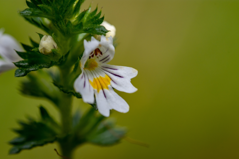 Eyebright from Adobe Stock