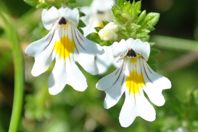 Eyebright from Wikipedia Commons (olf Kratzert / CC0)