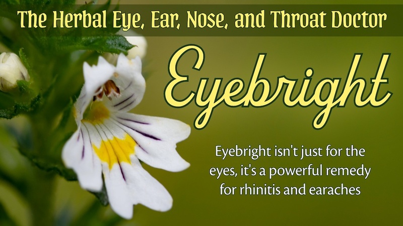 Eyebright: The Herbal Eye, Ear, Nose, and Throat Doctor: Eyebright isn't just for the eyes, it's a powerful remedy for rhinitis and earaches